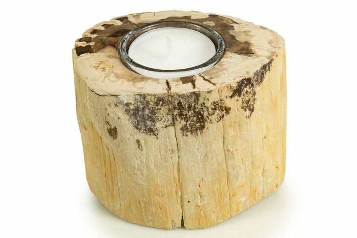Polished Petrified Wood Candle Holder - Madagascar #337917